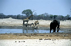 Hwange Nationalpark