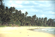 Strand vor Dikwella